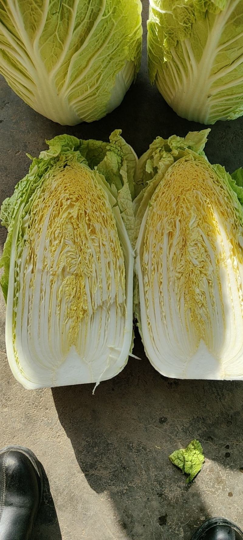 山东大白菜新鲜基地直发黄心白菜量大从优全国发货