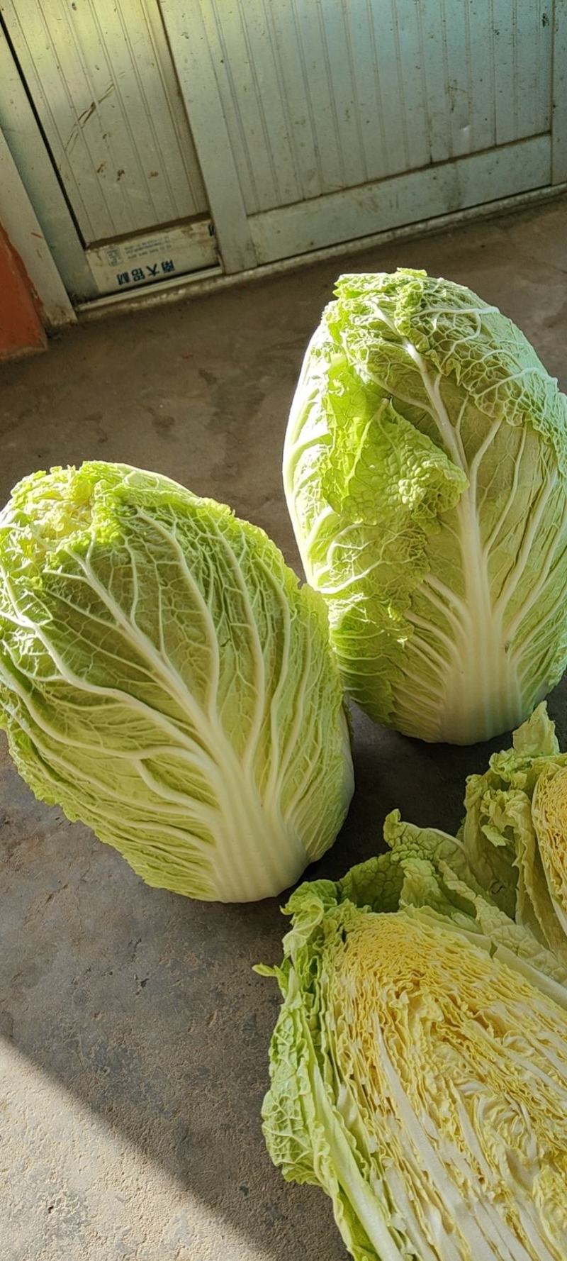 山东大白菜新鲜基地直发黄心白菜量大从优全国发货