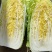 山东大白菜新鲜基地直发黄心白菜量大从优全国发货