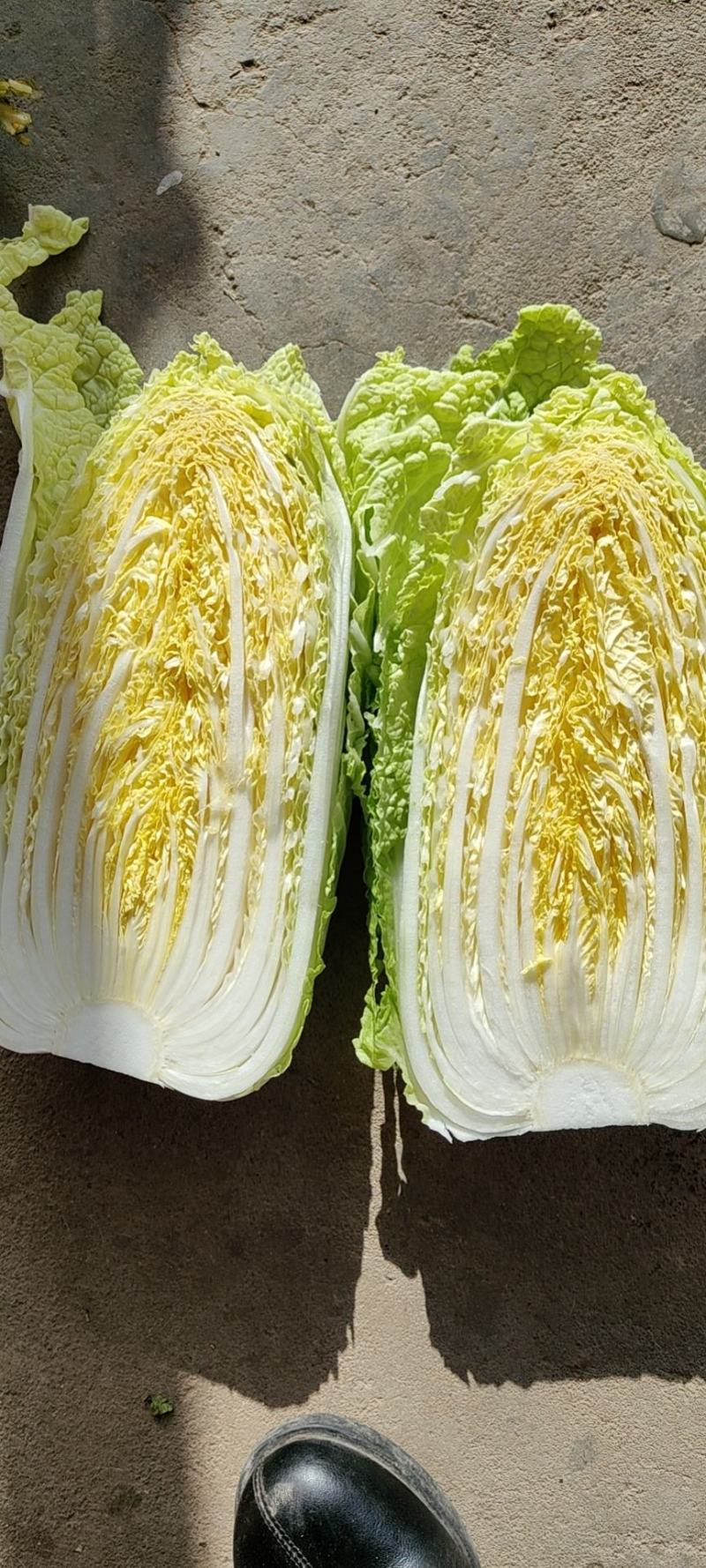 山东大白菜新鲜基地直发黄心白菜量大从优全国发货
