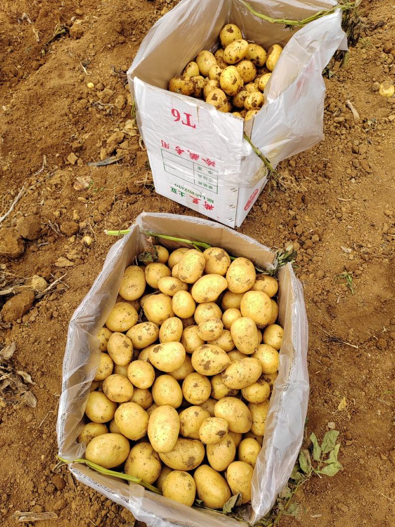 精品黄心土豆