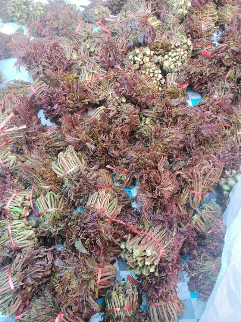 露天香椿上市了，欢迎各位老板咨询订购