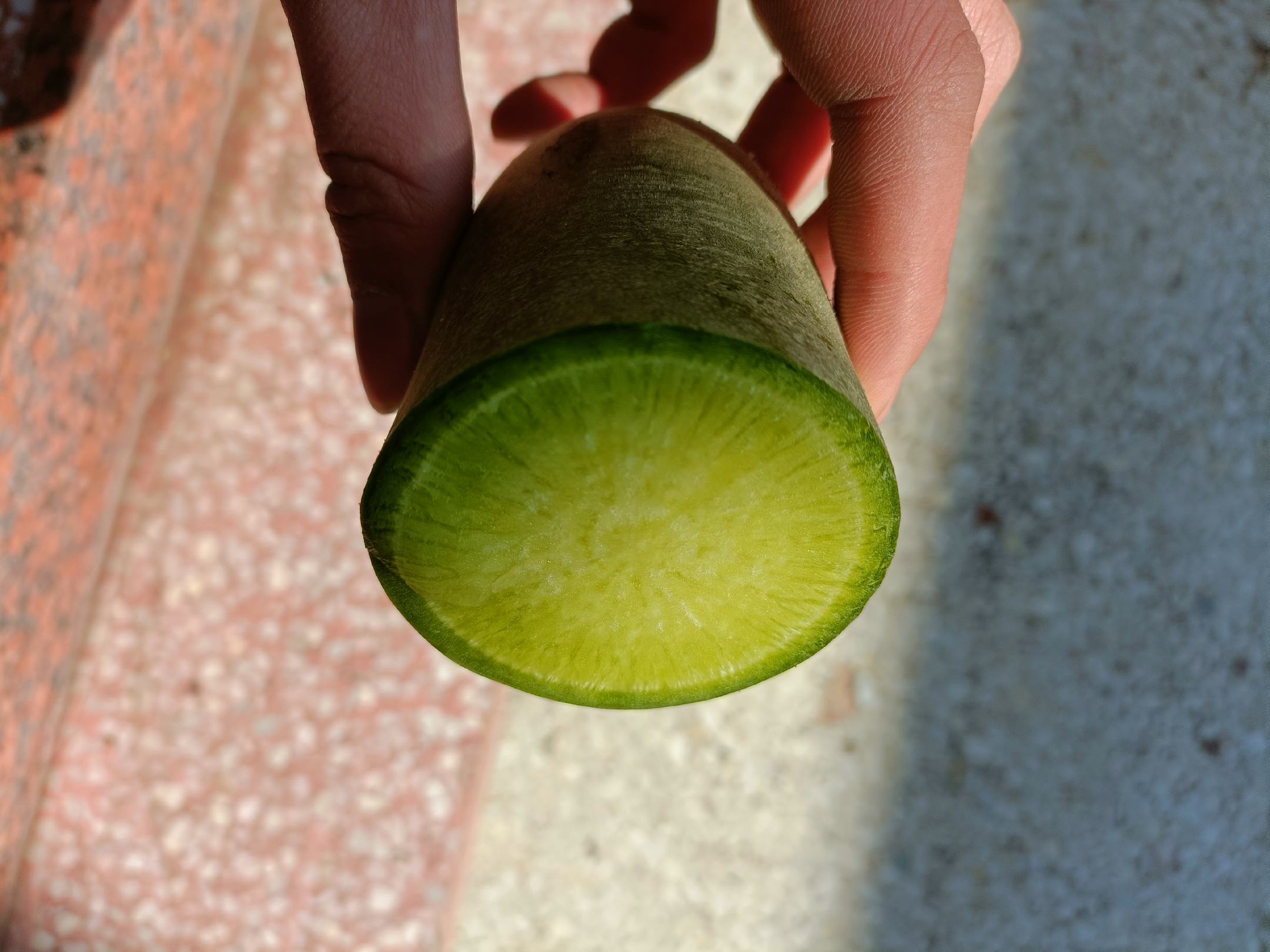 一个新鲜的黄心萝卜被横向切开,露出中心明显的金黄色肉质部分,外围为白色或浅绿色表皮,切面湿润有光泽,显示出良好的水分状态 黄心萝卜切面特写