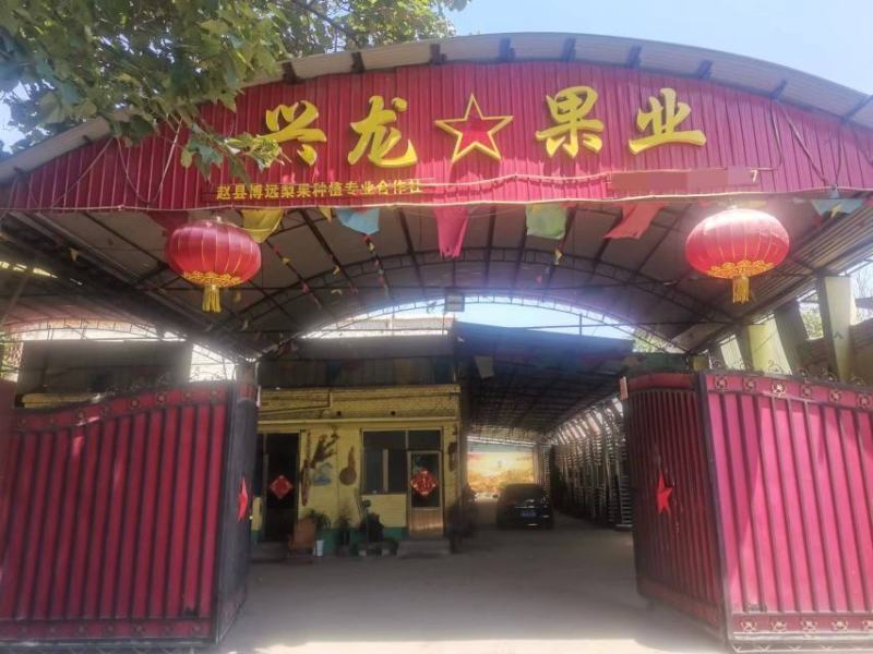 【现货】河北红香酥梨，大量现货果型好，皮薄汁多发货全国
