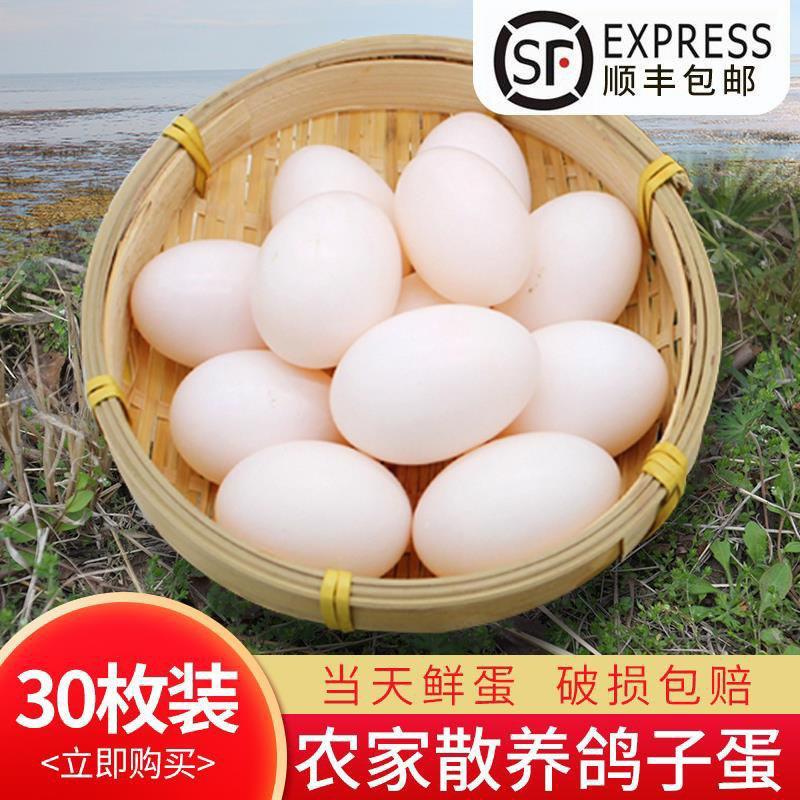 新鲜鸽子蛋原粮喂养顺丰或京东包邮支持一件代发物流