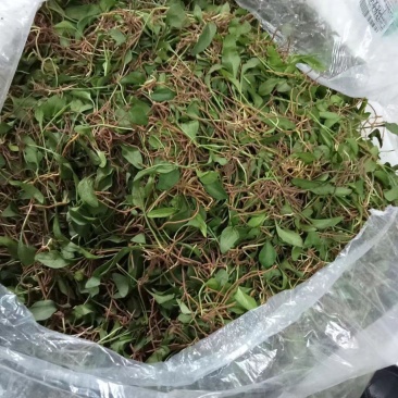 一支箭产新中