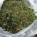 一支箭产新中