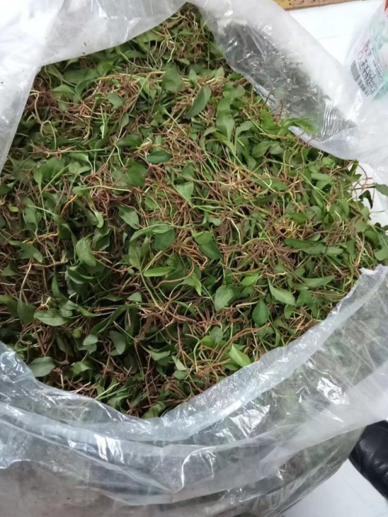 一支箭产新中