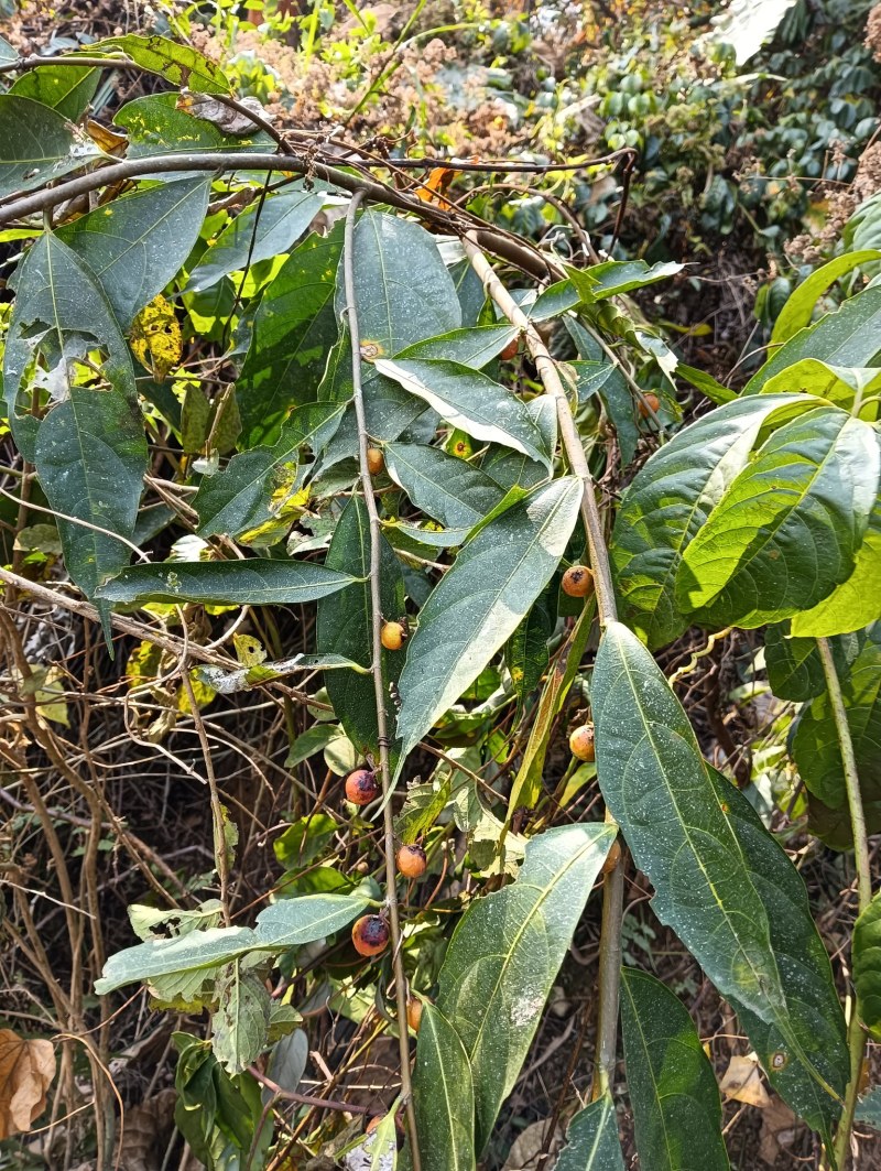 云南五指毛桃根、小叶白花牛奶香根，香味十足。
