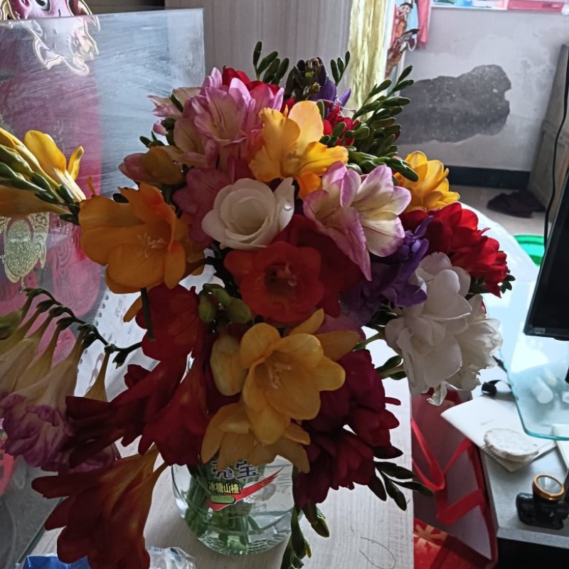 凌源香雪兰鲜切花种球百合各种花卉都有欢迎联系