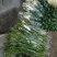 凌源香雪兰鲜切花种球百合各种花卉都有欢迎联系