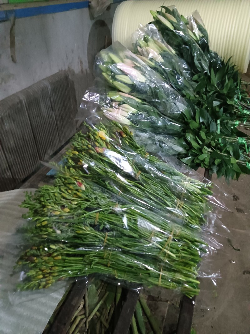凌源香雪兰鲜切花种球百合各种花卉都有欢迎联系