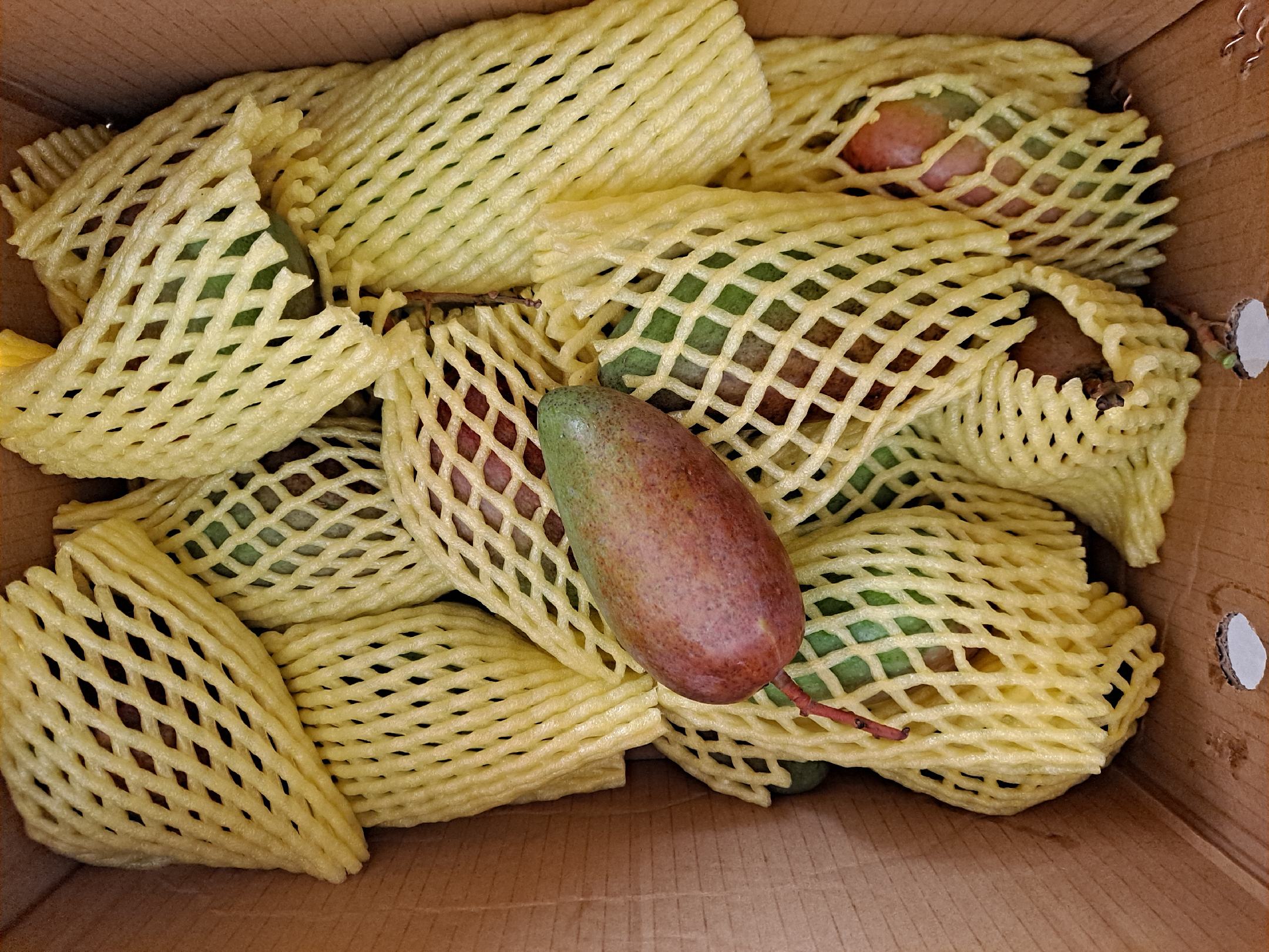 贵妃芒催熟过程