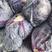 福建漳州精品紫包菜大量上市，欢迎广大老板前来采购！！