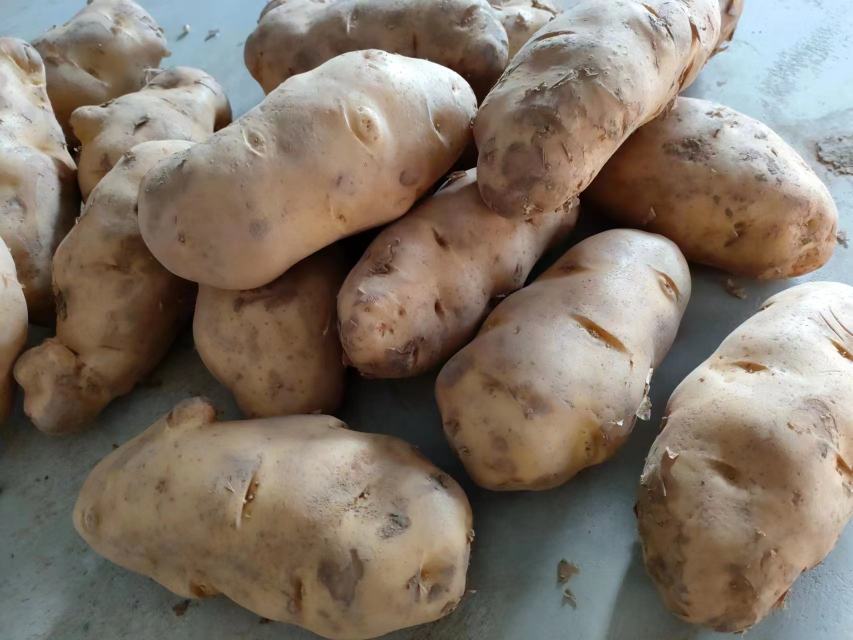 挑选优质土豆的示意图