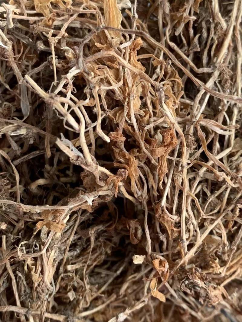 垂盆草【包邮】三斤起发货可批量可零售量大从优