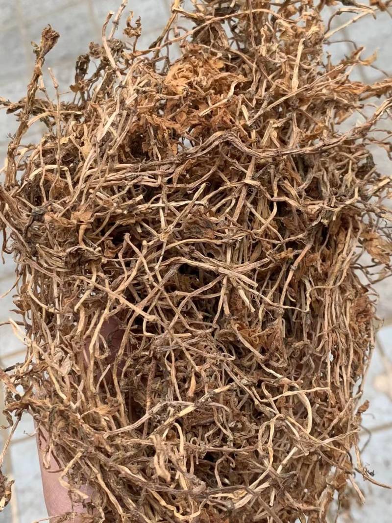 垂盆草【包邮】三斤起发货可批量可零售量大从优