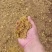 苹果渣无杂质实体经营批发鸡鸭鹅猪牛羊专用原料量大从优