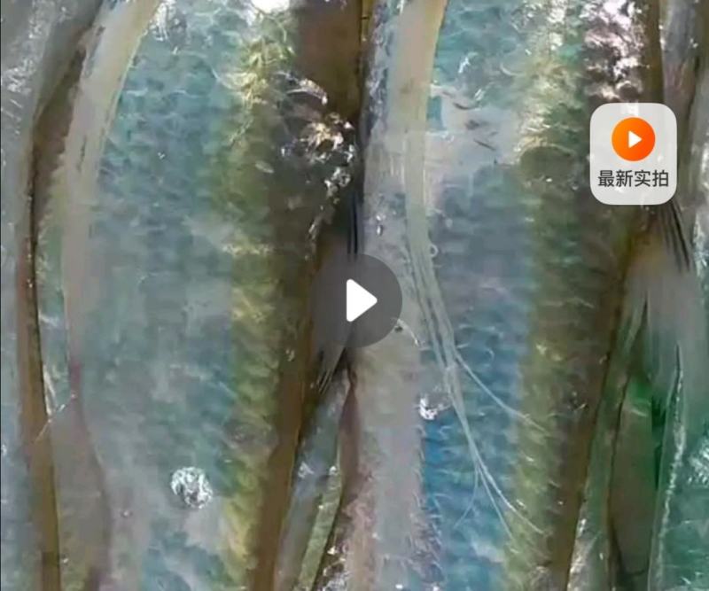 世代全國刀魚總代理