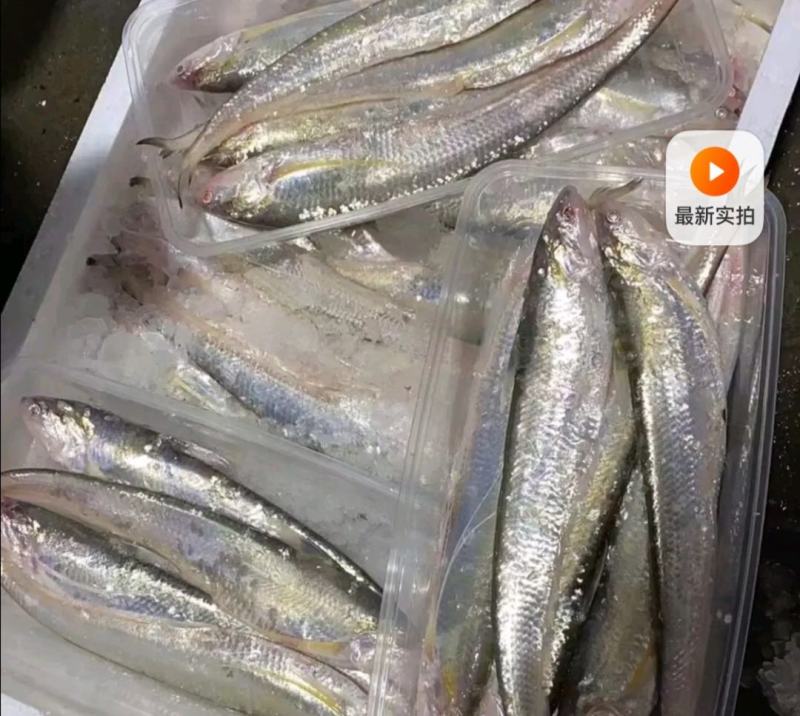 世代全國刀魚總代理