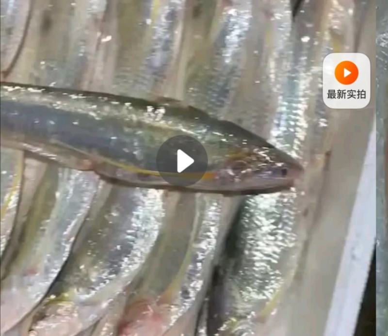 世代全國刀魚總代理