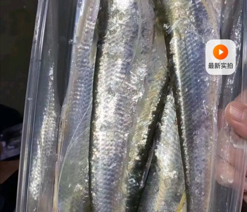 世代全國刀魚總代理
