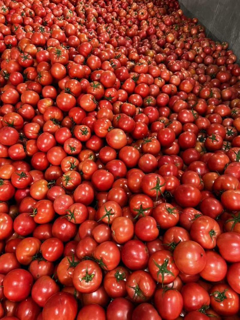 山东费县硬粉西红柿大量上市一手货源对接电商市场