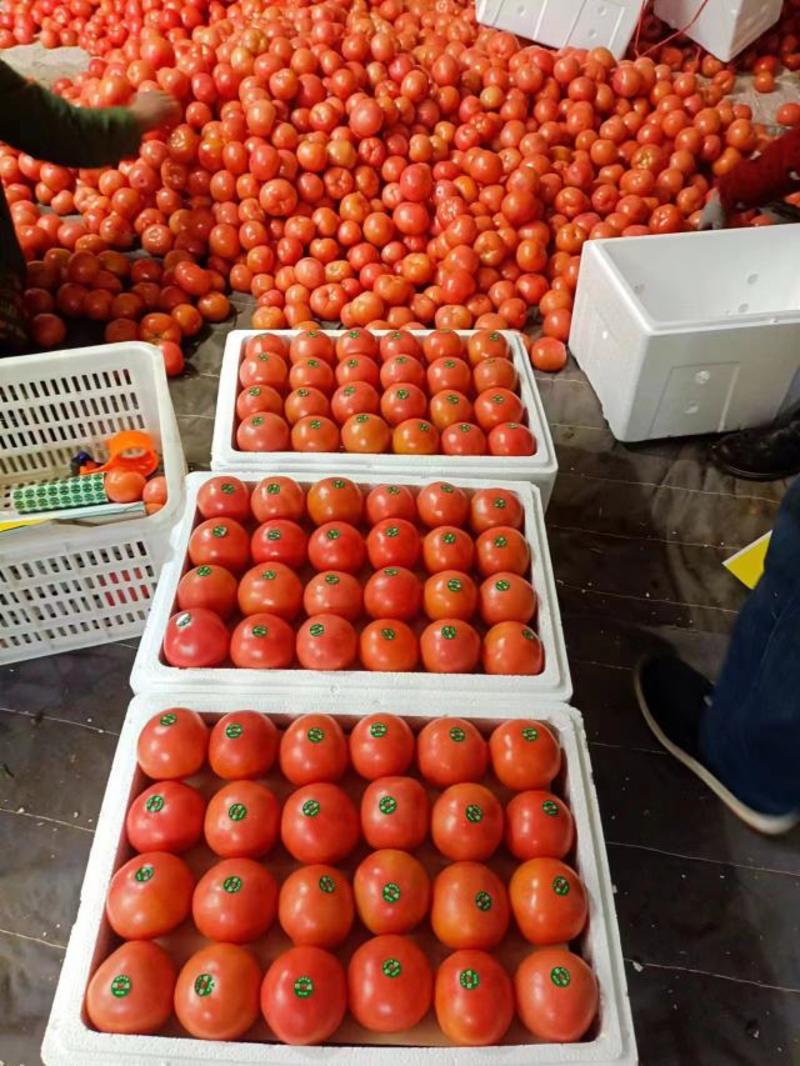 费县硬粉西红柿大量供应，美团，多多河马商超电商欢迎下单