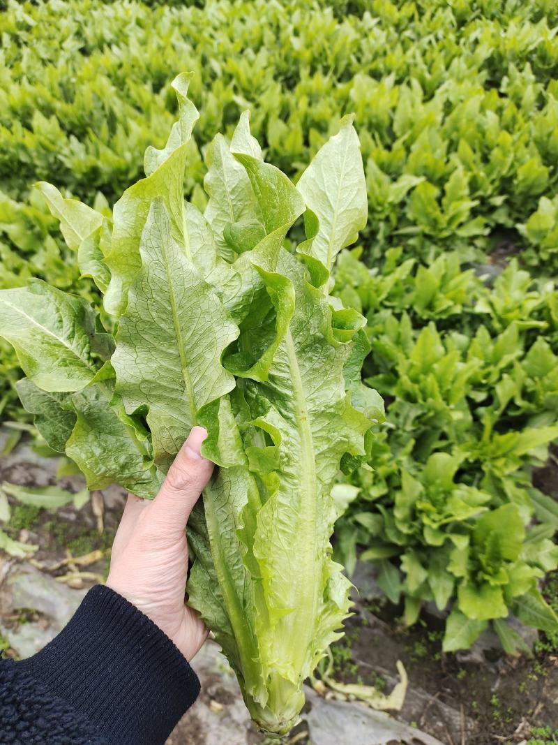 油麦菜