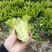 油麦菜