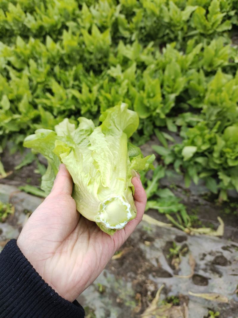 油麦菜