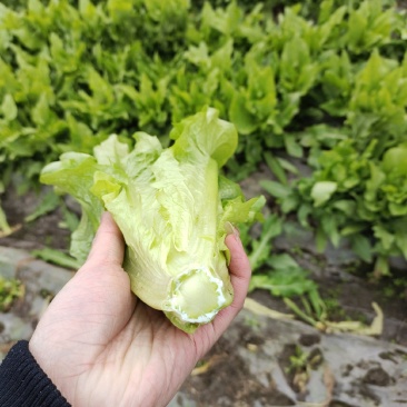 油麦菜