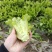 油麦菜