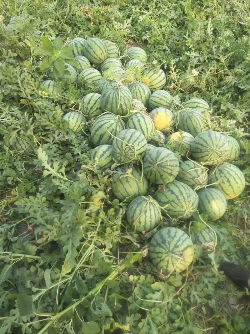 卡其美甜麒麟西瓜种子早熟圆形红瓤薄皮西瓜种籽，抗旱耐湿