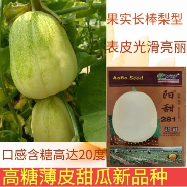 高糖薄皮甜瓜种子果实光滑口感酥脆单瓜重500-600克