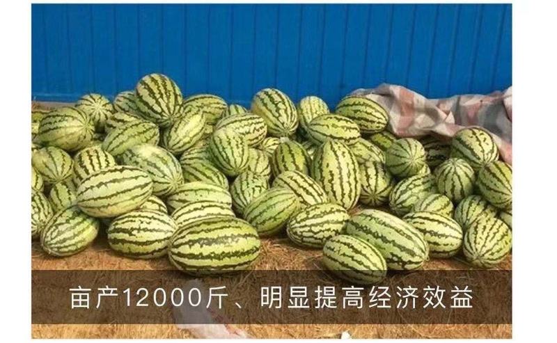 卡其8号西瓜种子大果型抗枯萎病耐重茬椭圆形大西瓜种籽高糖