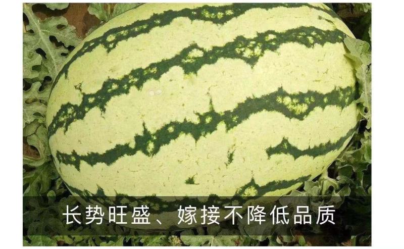 卡其8号西瓜种子大果型抗枯萎病耐重茬椭圆形大西瓜种籽高糖