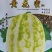 高糖薄皮甜瓜种子果实光滑口感酥脆单瓜重500-600克