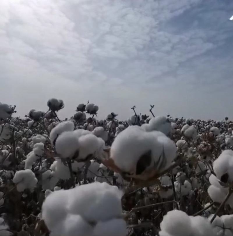 棉花种子天运，0769生育期：130天