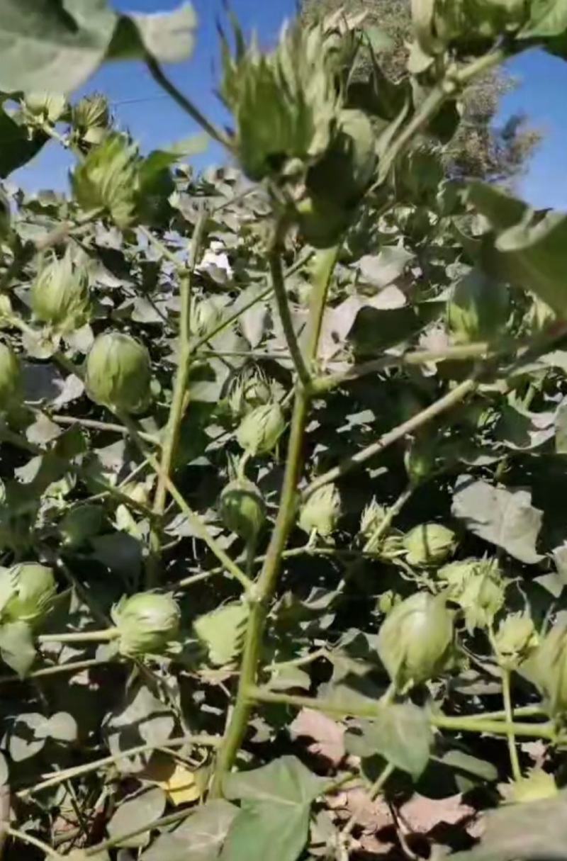 棉花种子天运，0769生育期：130天