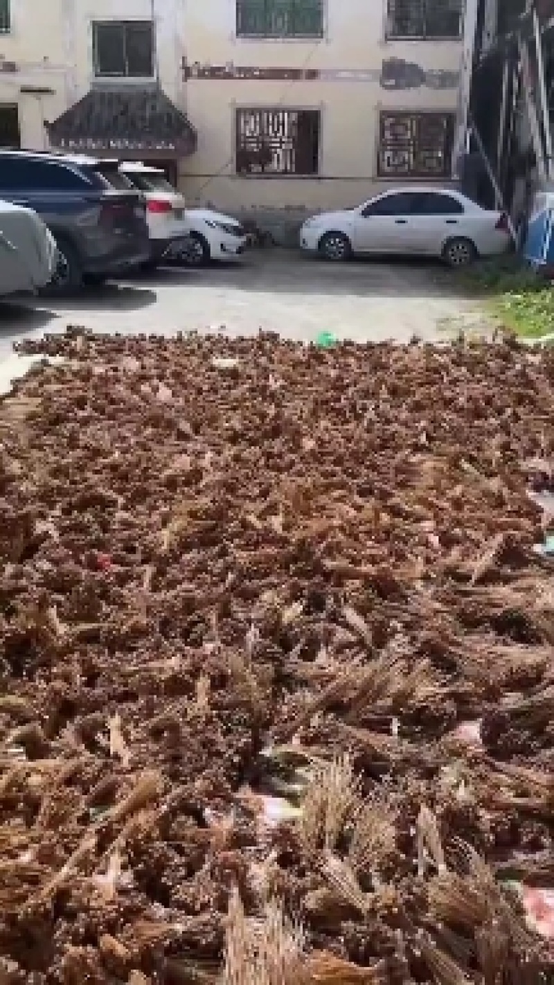 贝母种子