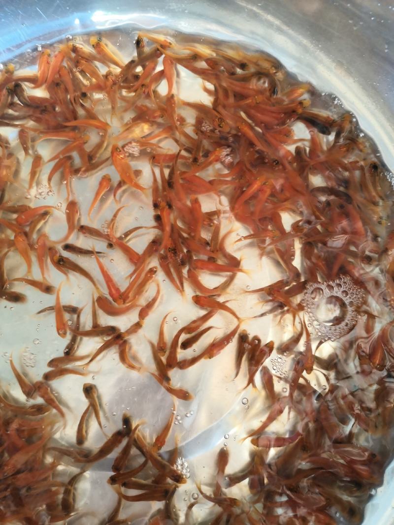 水产淡水鱼苗，鲤鱼生长快，适合所有淡水鱼塘养殖。