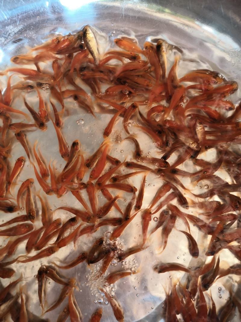 水产淡水鱼苗，鲤鱼生长快，适合所有淡水鱼塘养殖。