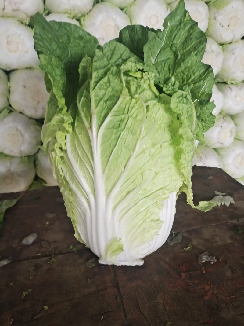 【精品现货】湖北黄心白菜一手货源规格齐全量大价优
