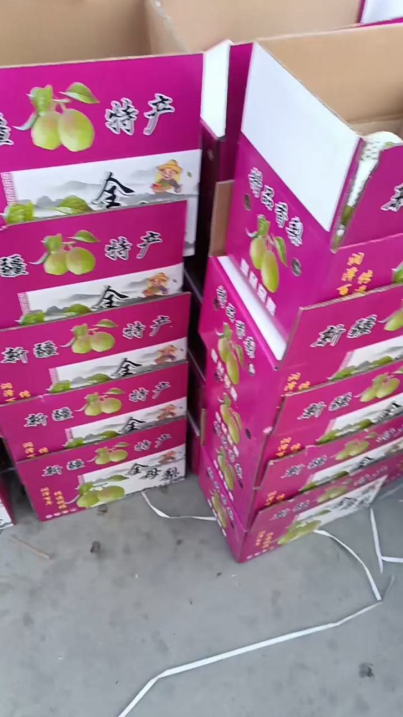 大量红香酥梨