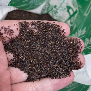 荆芥种子，纯新包发芽，产地直销，供应量大，欢迎选购