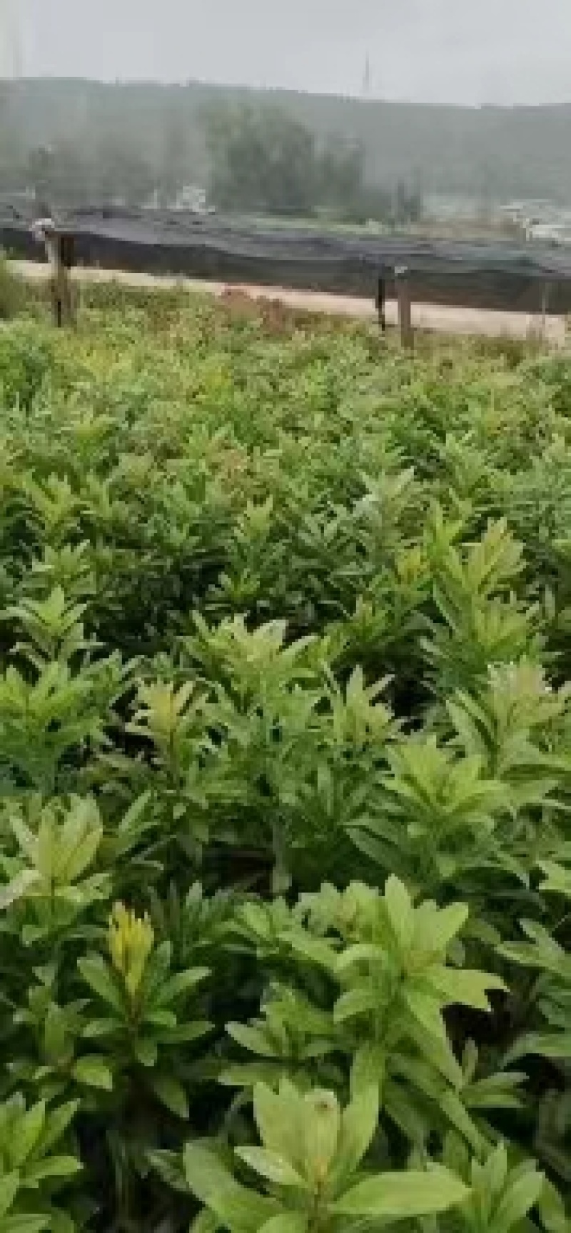 出售东魁苗质量保证基地直发量大从优视频，实地看货