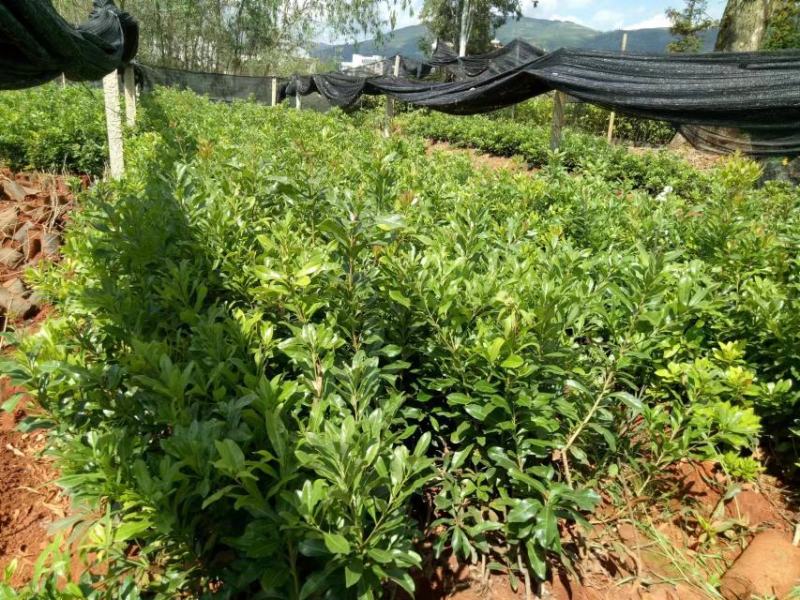出售东魁苗质量保证基地直发量大从优视频，实地看货