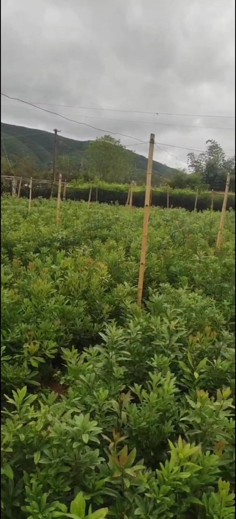 出售东魁苗质量保证基地直发量大从优视频，实地看货