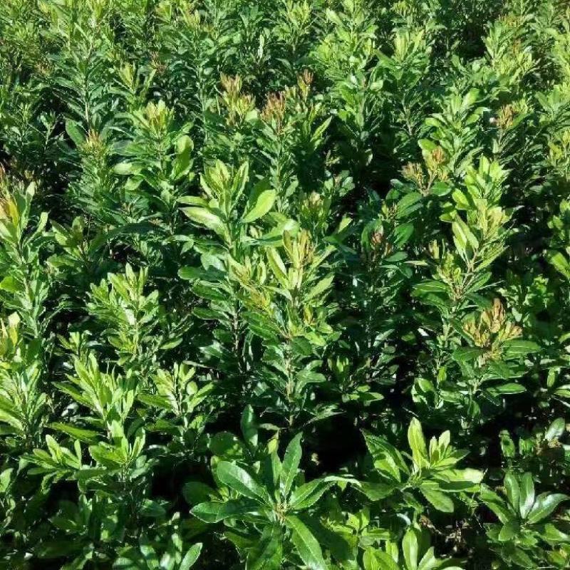 出售东魁苗质量保证基地直发量大从优视频，实地看货